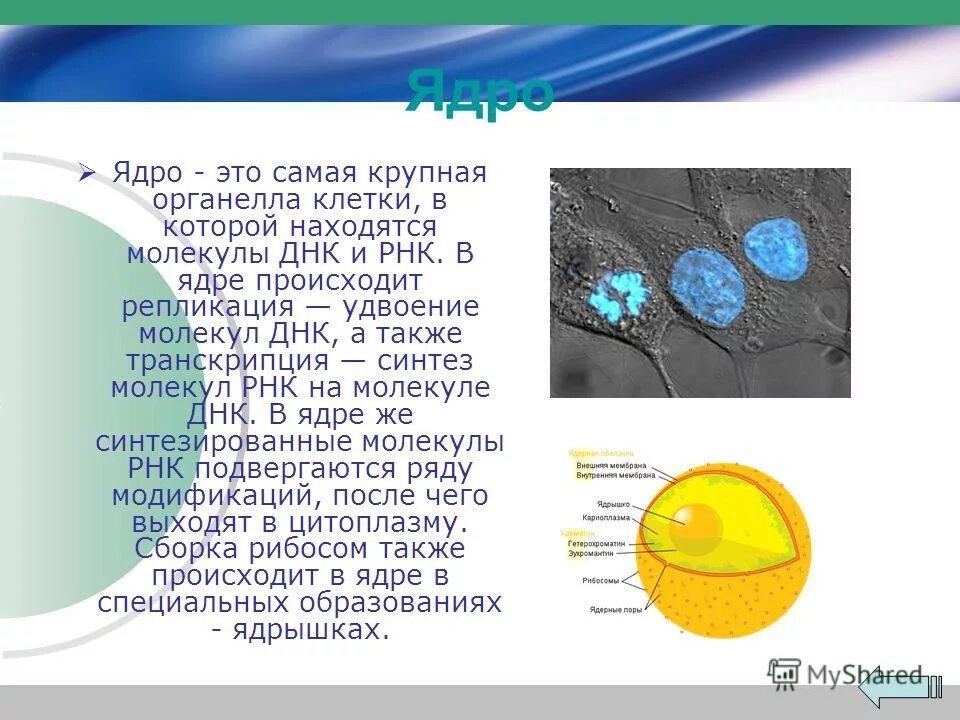 Биосинтез ядра происходит в