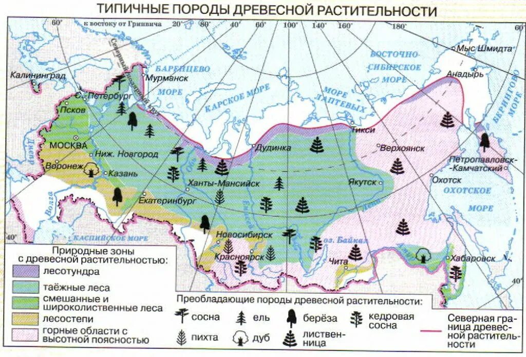 Карта типичные представители древесной растительности России. Типичные представители древесной растительности России. Карта типов растительности России. Распространение древесной растительности.