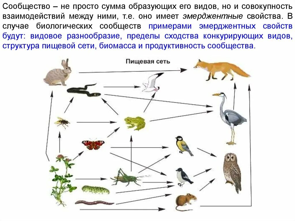 Чем отличается пищевая сеть от пищевой сети