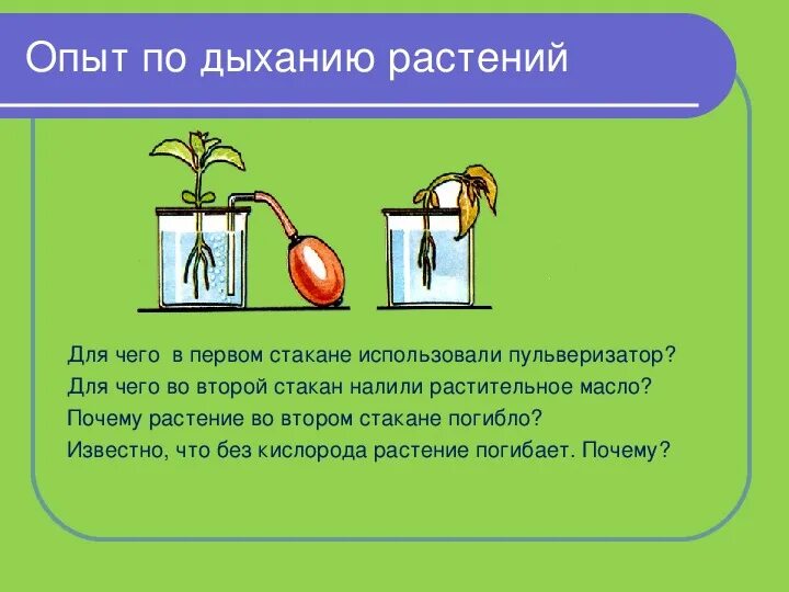 Лабораторная работа по теме дыхание корня. Дыхание растений опыт демонстрирующий дыхание растений. Дыхание растений 6 класс биология опыт. Опыт доказывающий что растения дышат. Эксперименты с растениями.