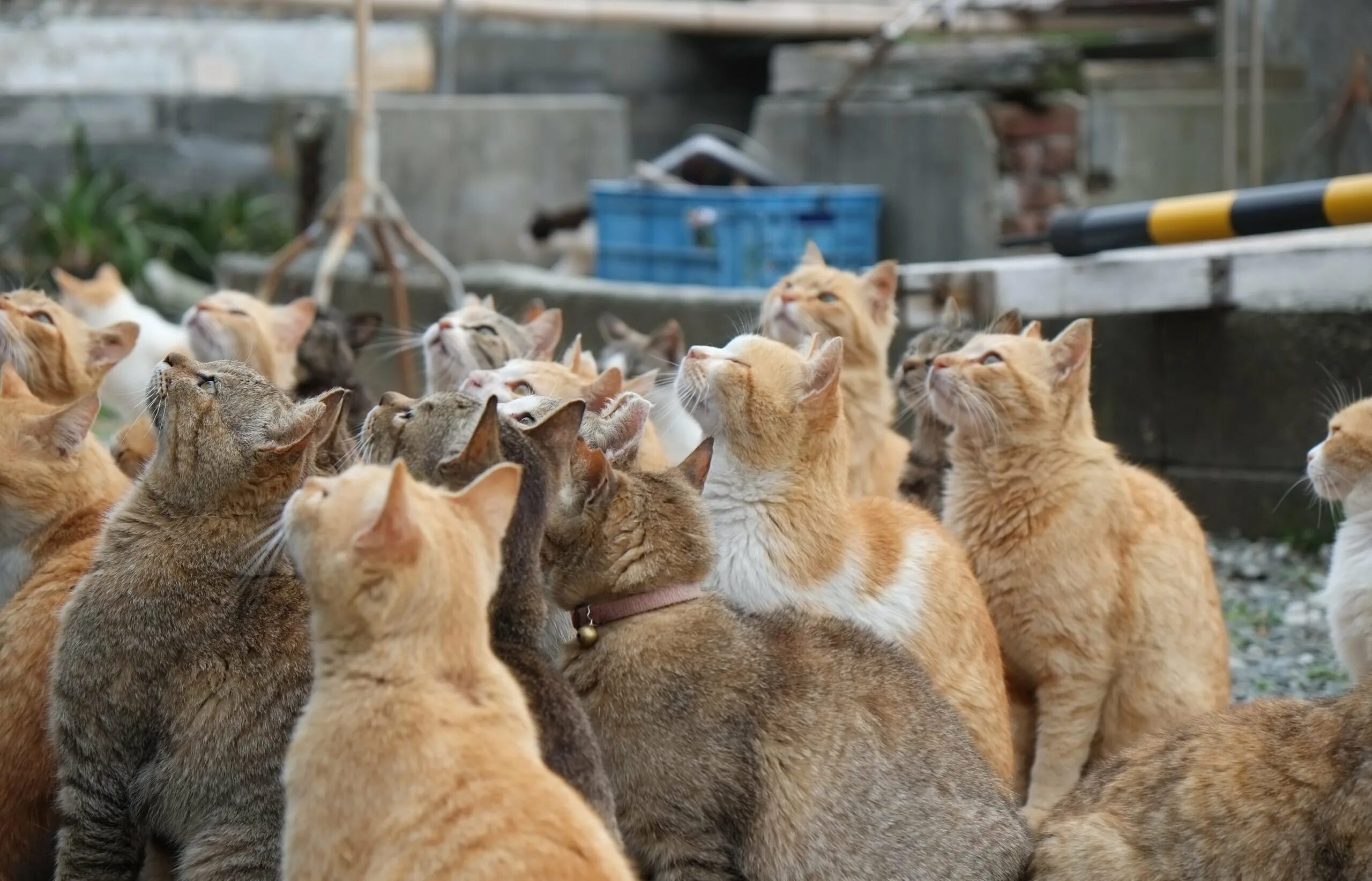 Картинки где кошки