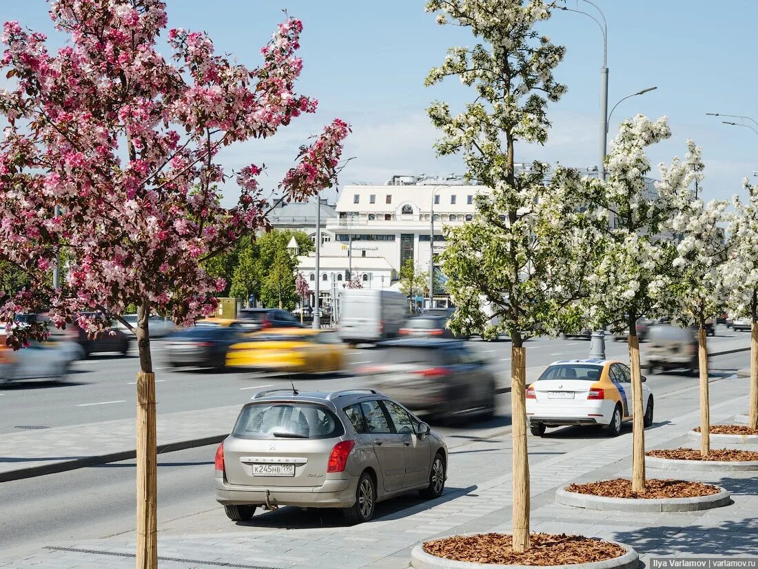 Street trees. Улица с деревьями. Устойчивое дерево на улице. Недостаток деревьев на улицах. Деревья в городских условиях.