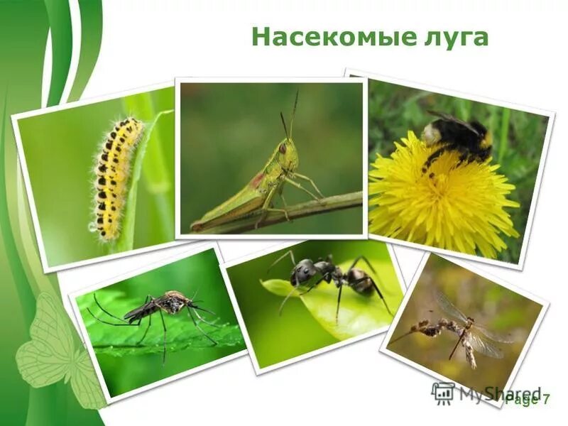 экосистема луга насекомые. экосистема луга насекомые. экосистема луга. луг животные и растения. насекомые леса.