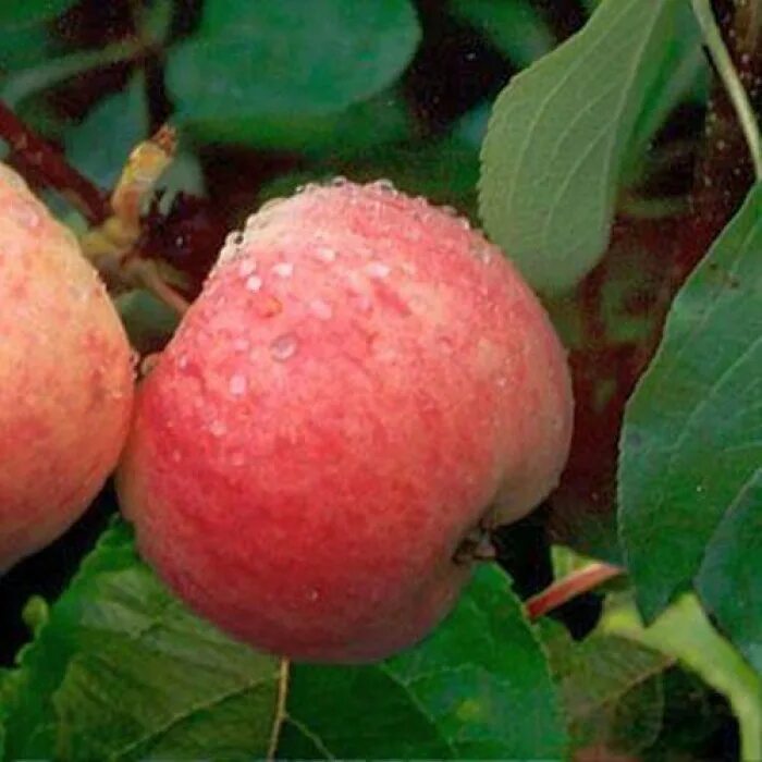 Сорт грушовка московская. Сорт грушовка. Грушовка описание сорта. Яблоня грушовка московская. Сорт московская грушовка яблоня описание сорта.