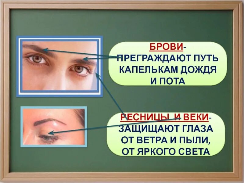 Веки защищают глаза от. Функции бровей. Функция бровей у человека. Брови защищают глаза от.