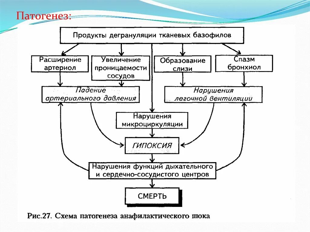 Патогенез анафилактического шока схема. Схема развития аллергического шока. Механизм развития анафилактической реакции. Схема развития анафилактической реакции. Анафилактический шок патогенез