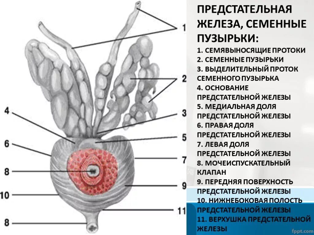 Семявыносящие протоки с семенным пузырькам. Семенные пузырьки и бульбоуретральные железы. Строение предстательной железы доли. Семявыносящие протоки, семенные пузырьки предстательная железа.