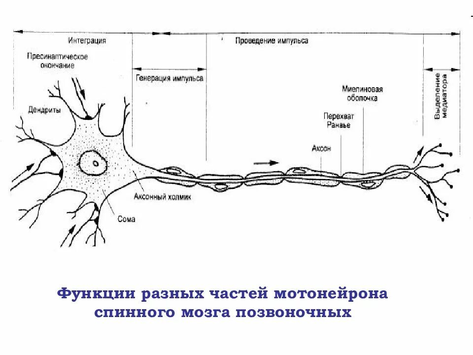Осуществляет связь между нейронами какой нейрон. Двигательные Нейроны спинного мозга мотонейроны физиология. Мотонейроны строение. Мотонейрон строение. Мотонейрон это в физиологии.