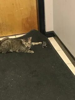 Кот принес мышь