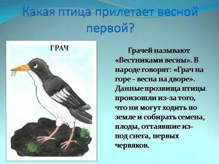 Какая птица прилетает первая