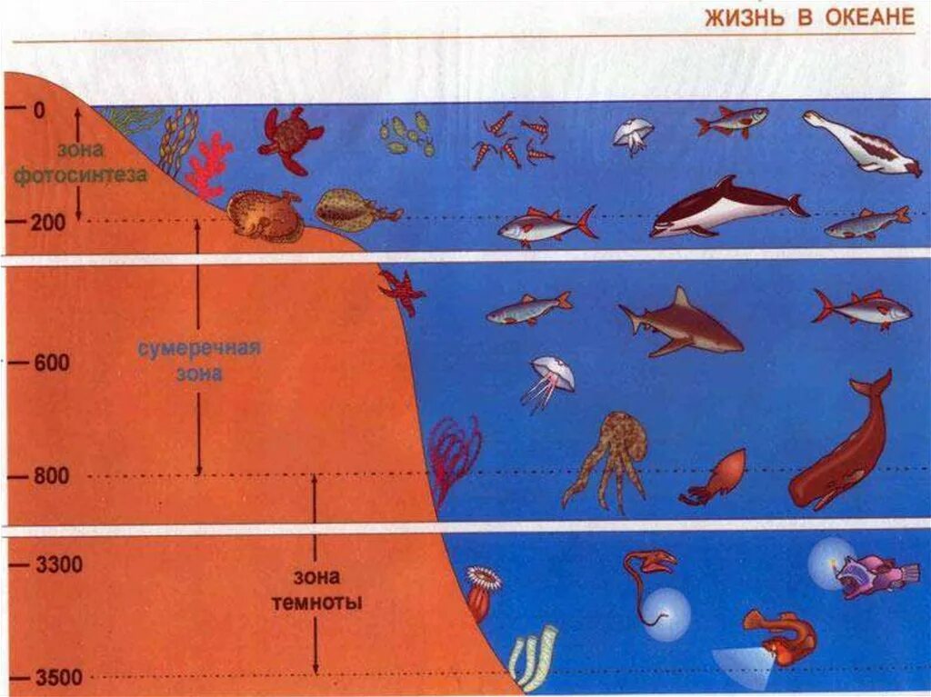 Верхние толщи воды. Распределение жизни в океане. Зоны мирового океана. Обитатели глубинных слоев океана. Зоны жизни в океане.