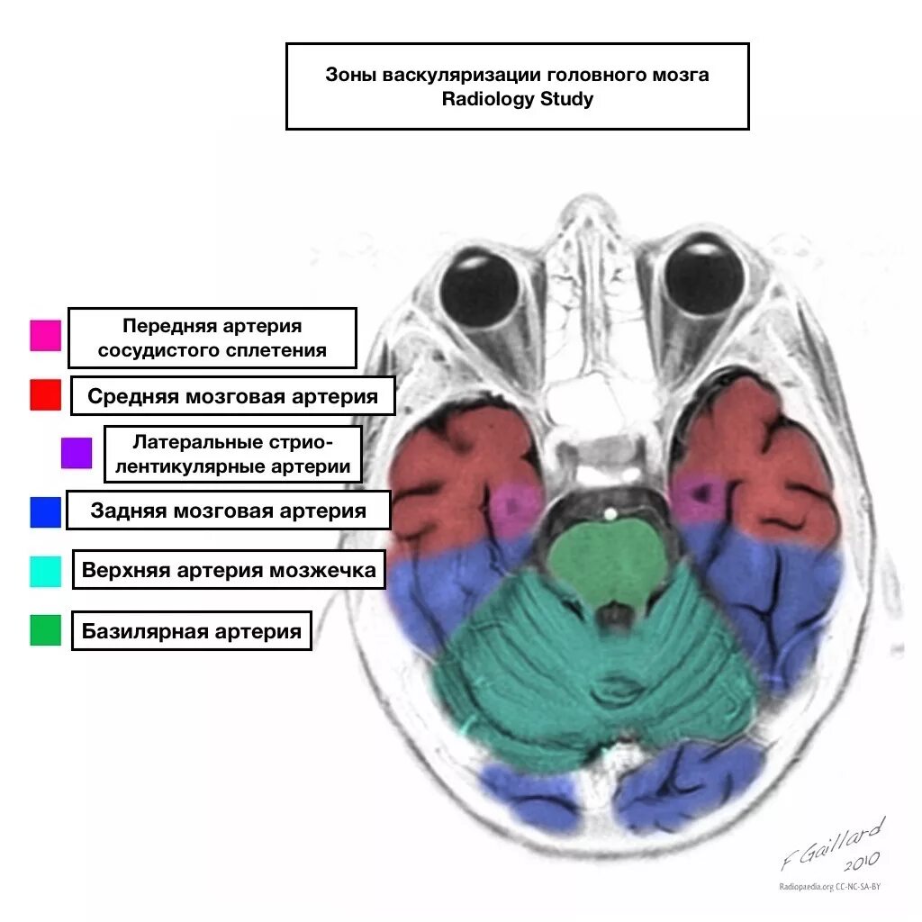 Сма мозга. Бассейн средней мозговой артерии. Зоны кровоснабжения мозговых артерий кт. Бассейны мозговых артерий мрт. Зоны кровоснабжение головного мозга схема.