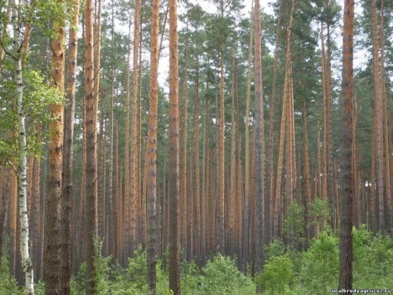 Впр невысокий дом стоял в сосновом лесу. Сосна Башкирия. Бажовские места Сосновый лес. Природный парк в Башкирии с высокой сосной. В Башкирии в соснах отдых.