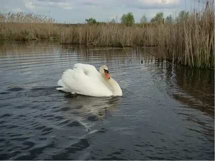 Животный мир дона
