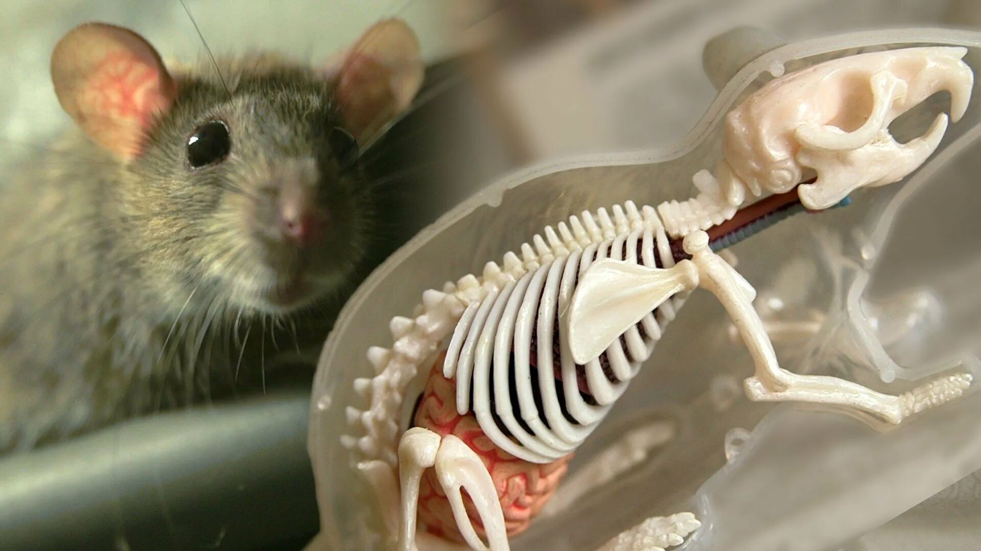 Крыса. Крыса биология. Крыса фото. Развитие мышей