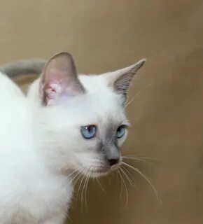 Тайский белый кот