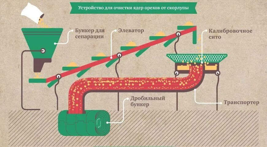 Как быстро очистить орех от скорлупы. Процесс очистки кедрового ореха от скорлупы. Как очищают кедровые орехи от скорлупы на производстве. Очистка кедровых орехов от скорлупы. Чистка кедровых орехов на производстве.