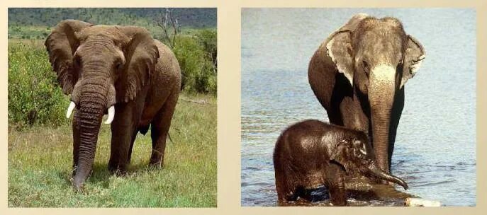 Африканский и индийский слон. Слоны африканские и индийские различие. Слон Африканский и индийский разница. Индийский слон и Африканский слон отличия. Чем отличается индийский слон от африканского 1