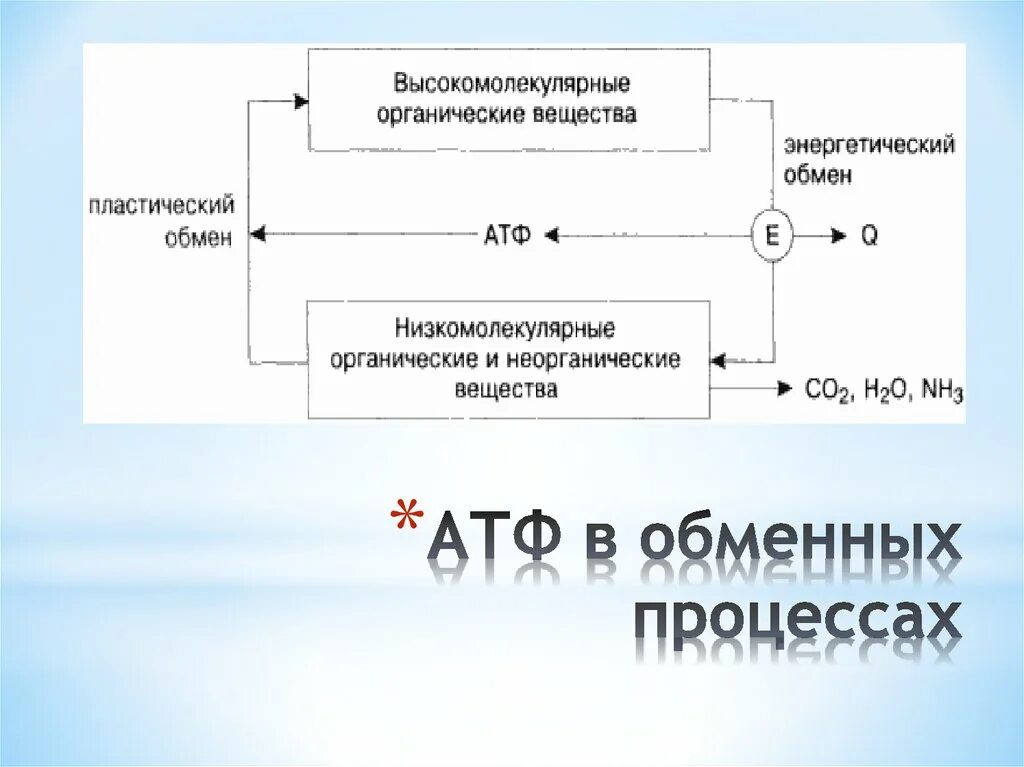 Схема обмена веществ АТФ. Энергетический обмен АТФ. Пластический и энергетический обмен АТФ. Энергетический обмен схема.