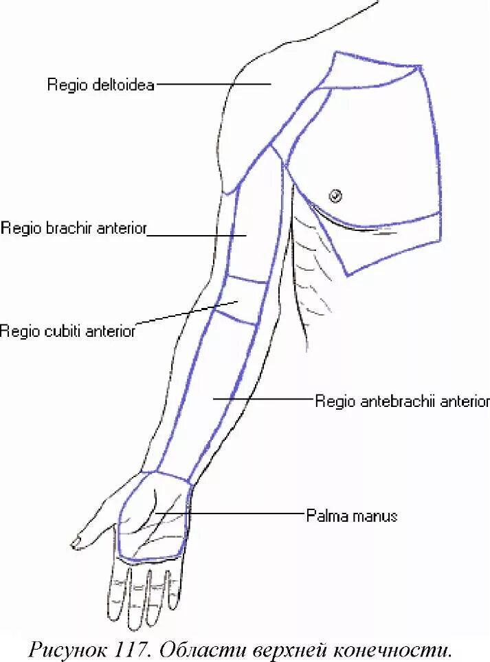 Области верхней конечности топографическая анатомия. Области верхних конечностей топография анатомия. Дельтовидная область верхней конечности. Верхний конечность предплечье область. Рука человека название