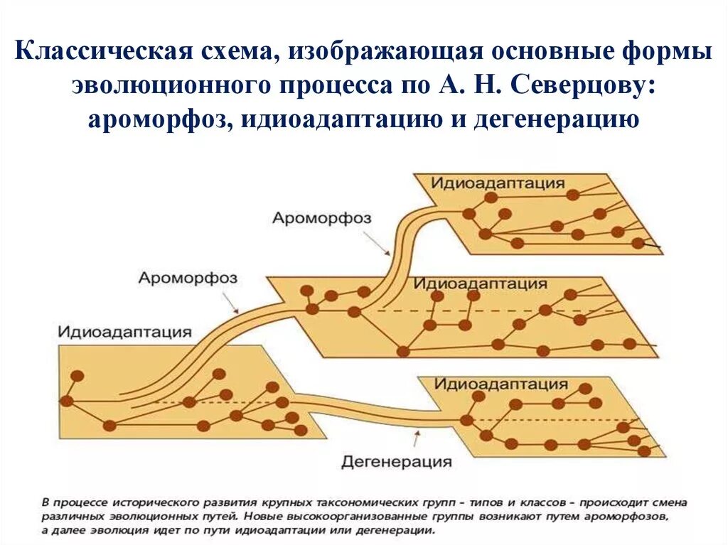 Направления эволюции ароморфоз дегенерация. Направления эволюции ароморфоз идиоадаптация дегенерация. Основные направления эволюции ароморфоз идиоадаптация. Основные направления эволюции ароморфоз идиоадаптация дегенерация. Северцов схема ароморфоз идиоадаптация дегенерация.