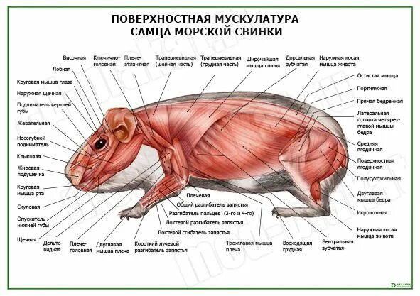 строение морской свинки анатомия. телосложение морской свинки. скелет морской свинки. скелет морской свинки. анатомия шиншиллы скелет.