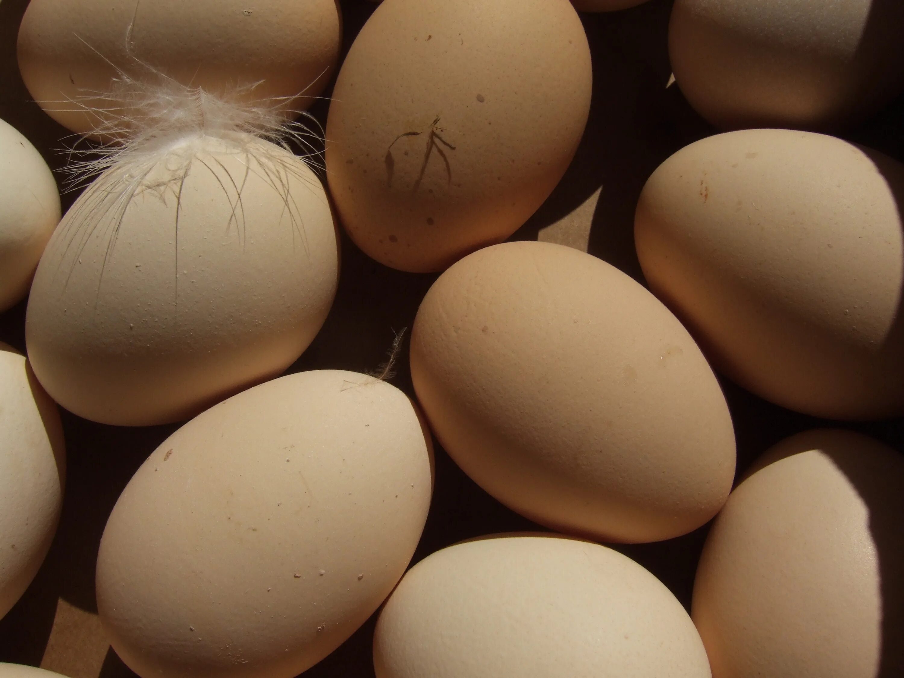 Покажи яйцо курицы. Яйцо куриное. Домашние куриные яйца. Яйца кур. Крупные яйца.