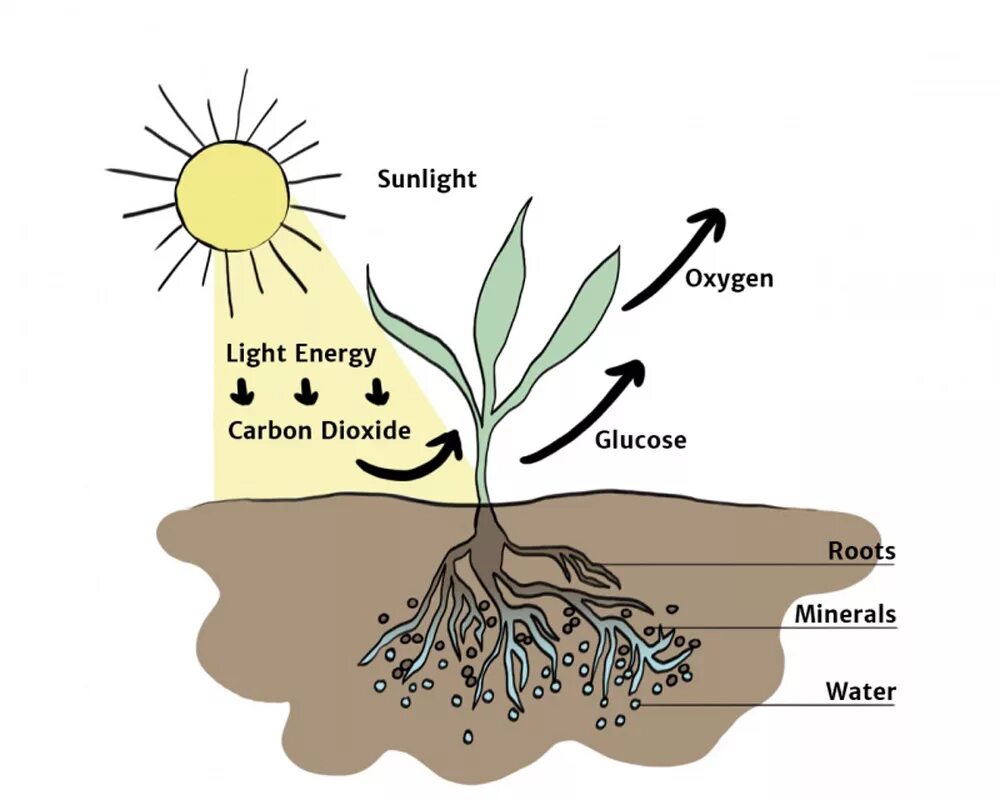 Рисунок фотосинтеза. Фотосинтез. Фотосинтез растений. Фотосинтез рисунок. Схема фотосинтеза у растений.