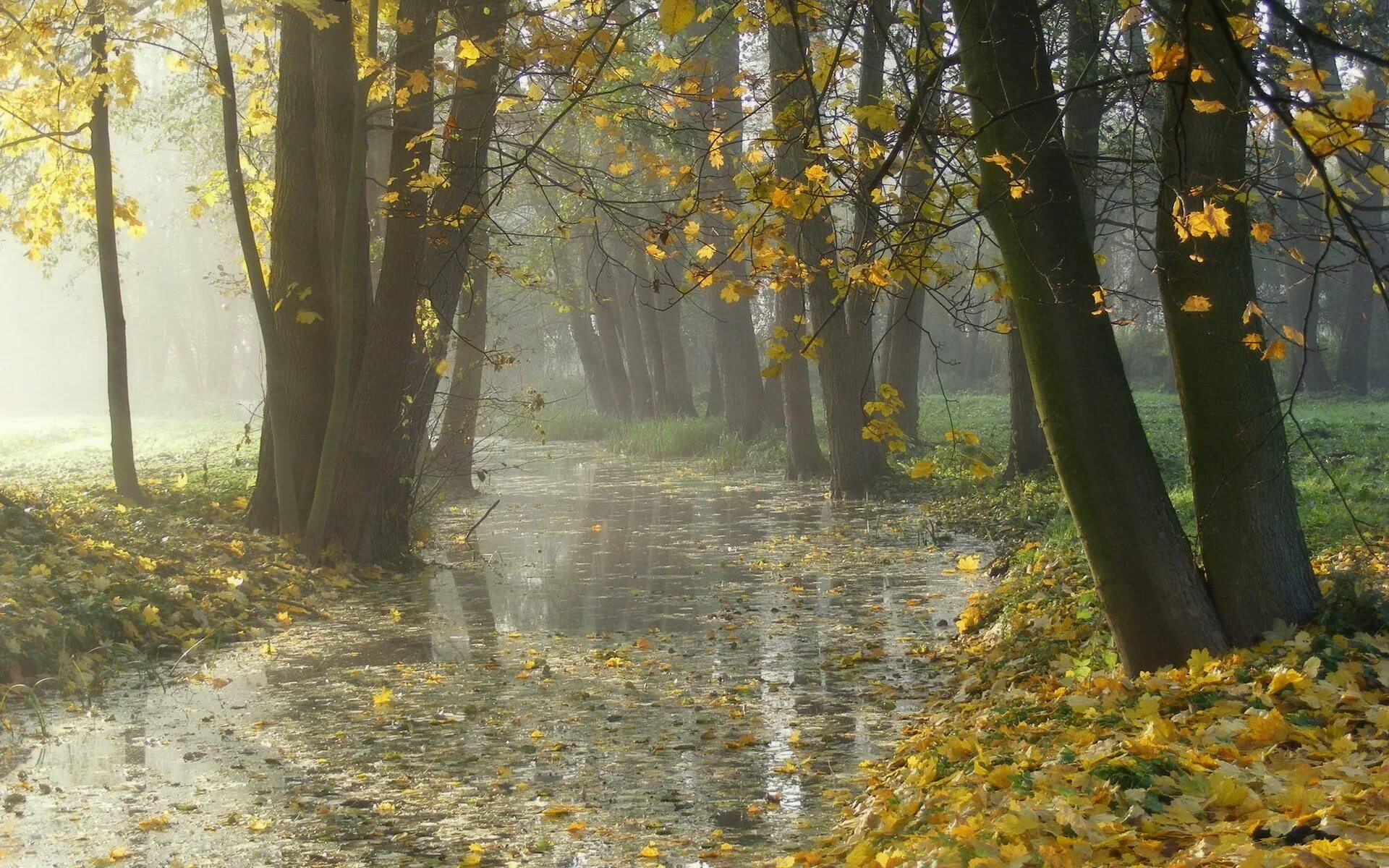 Дождь осенью. Дождливая осень. Осень дождь. Дождь в осеннем лесу. Дождь в лесу описание