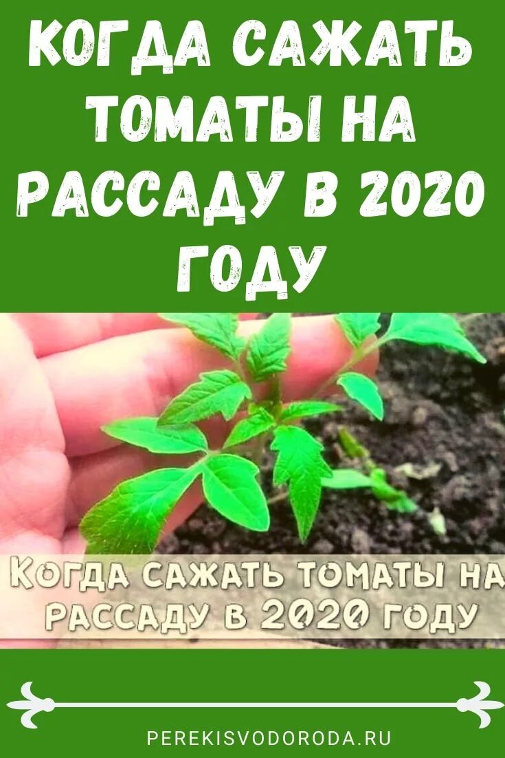 Можно ли сеять помидоры на рассаду сегодня