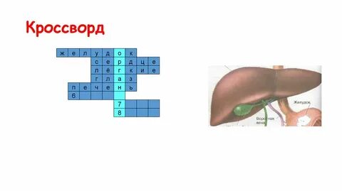 Орган кроссворд