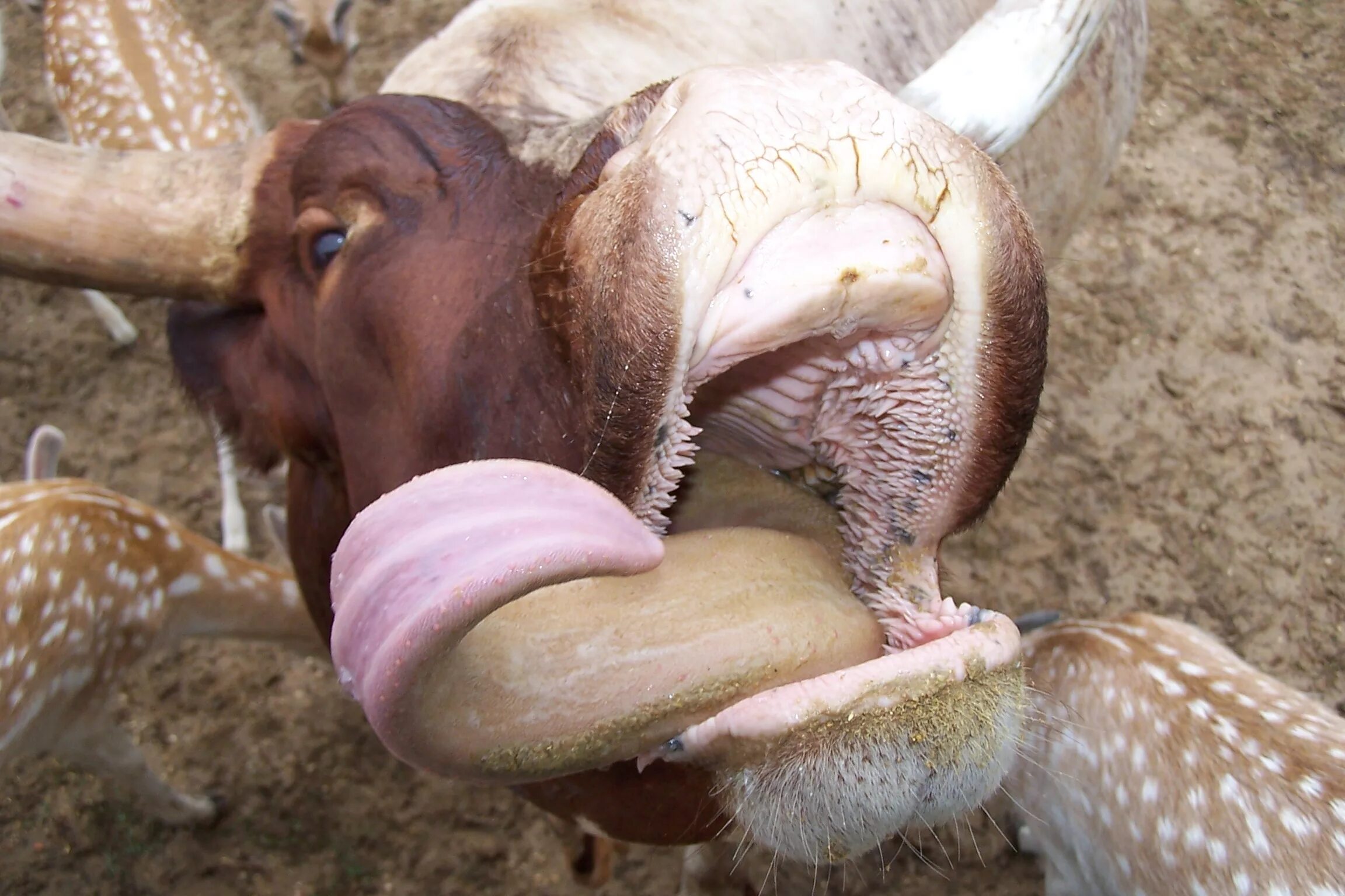 подъязычный срез говяжий щековина. щечки коровы. щечки коровы. щечки коровы. строение ротовой полости коровы.