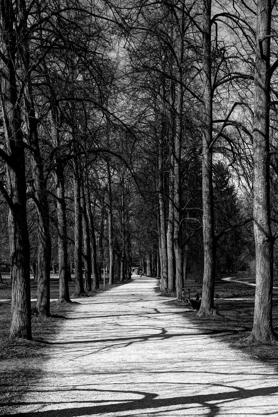 Осенний парк черно белое фото. Черно-белое осень парк Темнота. Парк в темноте. Тротуар. Деревья вдали рисунок