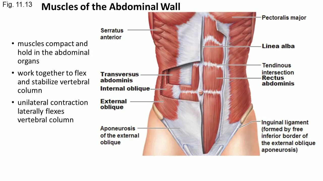 Поперечная мышца живота (m. transversus abdominis). Obliquus internus abdominis. Косые мышцы живота анатомия. Наружная косая мышца живота.