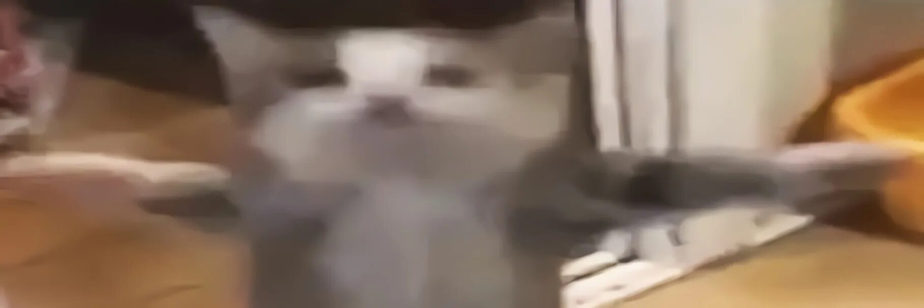 Кот шни шна шнапи. Кот шни шна шнапи
