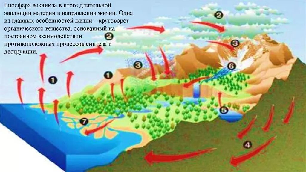 Биосфера сформировалась с появлением жизни на земле. Возникновение биосферы. Возникновение биосферы земли. Появление биосферы на земле. Эволюция биосферы земли.