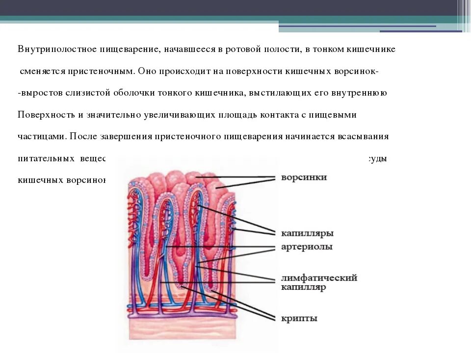 Строение ворсинок слизистой оболочки. Строение стенки тонкой кишки анатомия. Структура стенки тонкой кишки. Строение стенки тонкой кишки и ворсинки. Строение стенки тонкого кишечника.