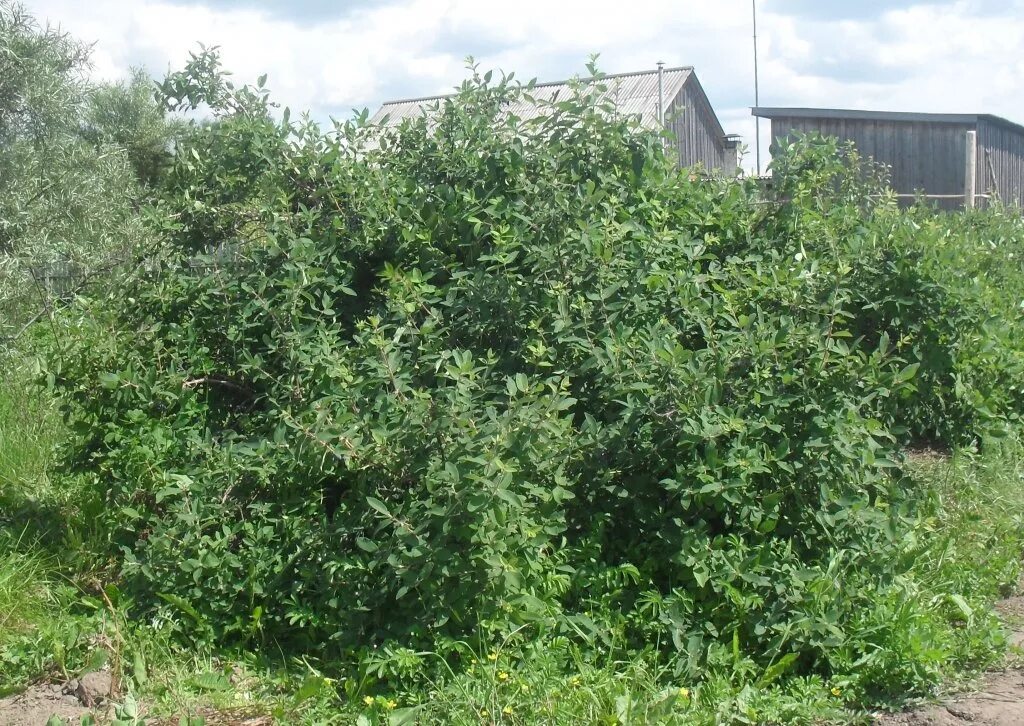 Жимолость куст. Жимолость Ленинградский великан куст. Жимолость съедобная Ленинградский великан. Жимолость Ленинградский великан.