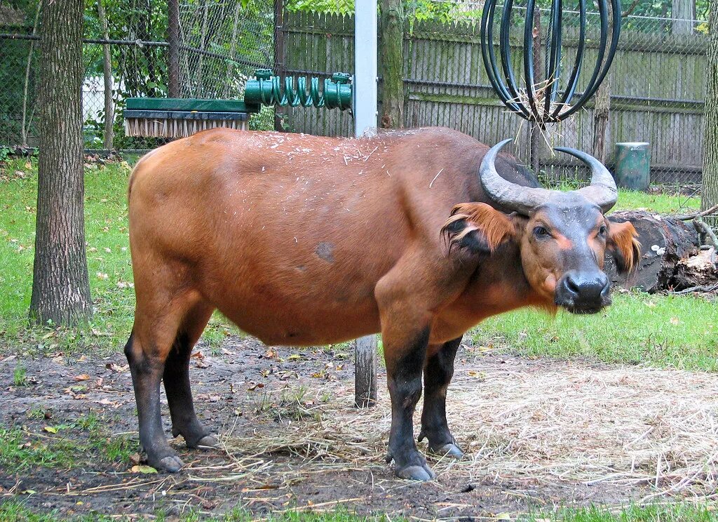 Карликовый бык аноа. Карликовый буйвол аноа. Кентус буйвол. Кентус карликовый буйвол.