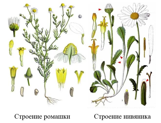 Нивяник обыкновенный или Ромашка. Нивяник, Ромашка, поповник отличие. Нивяник и Ромашка отличия. Ромашка аптечная и нивяник.