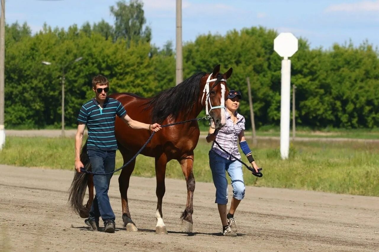 Новосибирский ипподром манеж. Цми рысаки. Новосибирский ипподром бега 2022g. Цми рысаки. Алтайский краевой ипподром.
