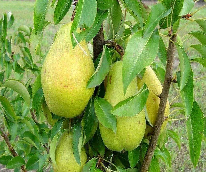 Груша колоновидная павловская. Колоновидная груша сорта медовая. Груша августовская роса. Груша колоновидная найт верт. Груша колоновидная г4.