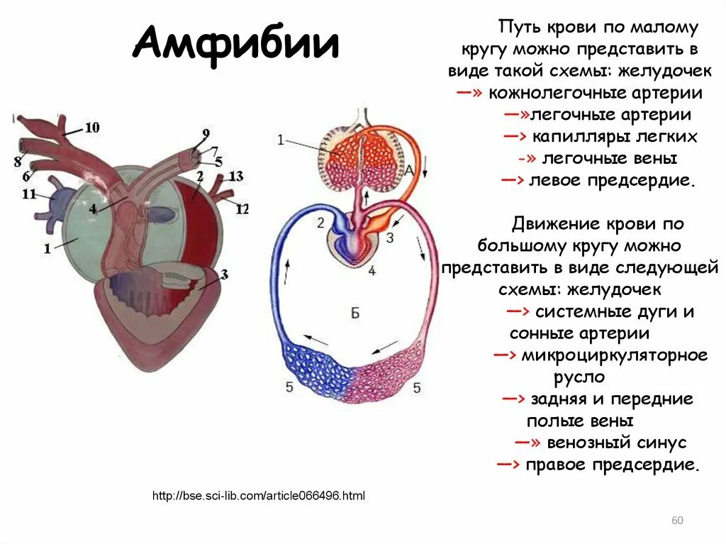 Кровь в сердце у земноводных. Легочная Вена у земноводных. Путь крови по малому кругу. Земноводные венозная кровь. Венозный синус у амфибий.