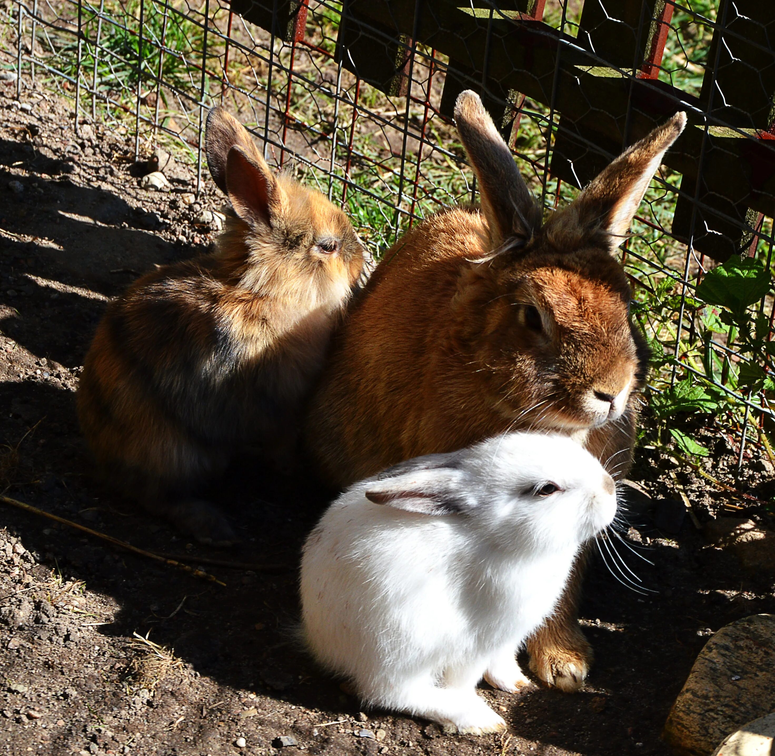 Домашние обитатели. Кролики. Кролики домашние. Домашние животные кролик. Милые кролики.