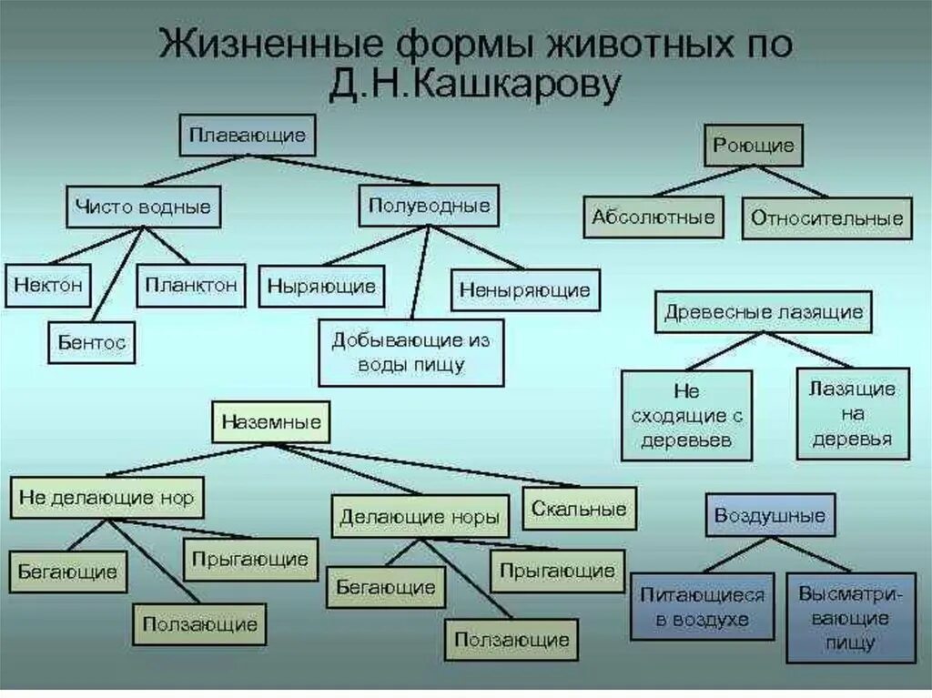 Образование типов и классов животных. Жизненные формы животных. классификация жизненных форм животных. жизннные форма животых. жизненные формы животных по кашкарову.