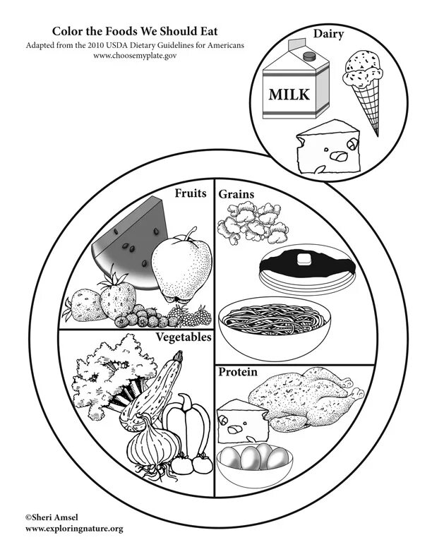 Healthy Plate раскраски. Plate of food раскраска. Food раскраска для 2 класса. Eat healthy food рисунок. Draw eat read