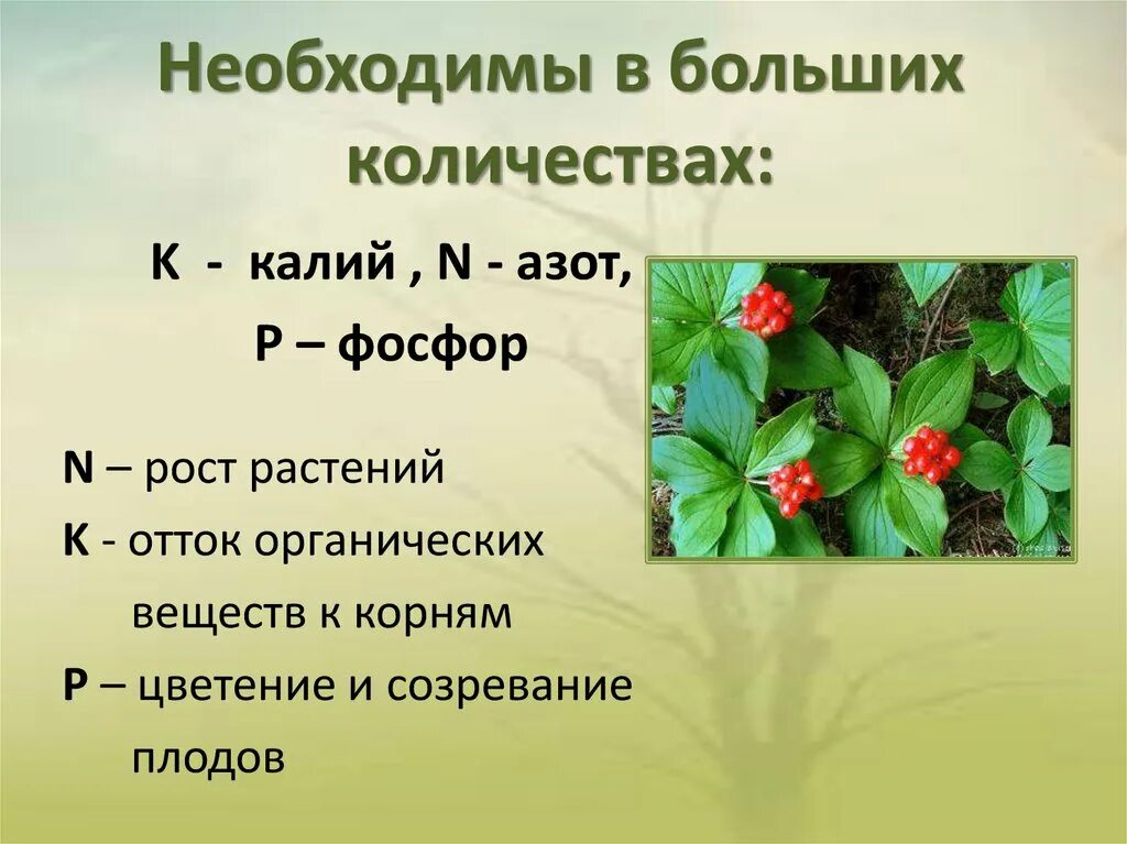 Жизнь растений в 6. Люпин азот фосфор калий органическое вещество. Скрлько максимально живёт растение. Скрлько максимально живёт растение число.