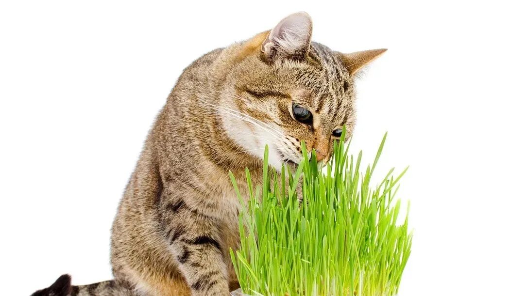 Зачем кошкам трава. Трава для кошек. Кошачья травка. Кот на травке. Овес для кошек.