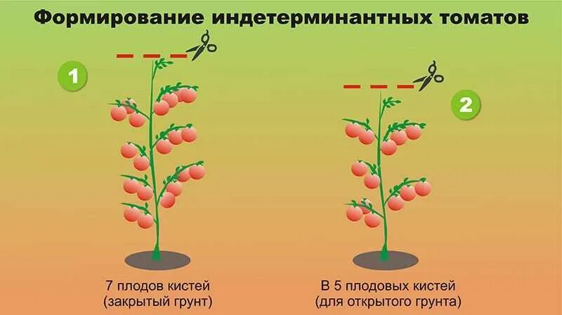 Формирование томатов в открытом. Схема формирования детерминантных томатов. помидоры индетерминантные формирование. томаты детерминантные и индетерминантные. схема формирования индетерминантных томатов в теплице.