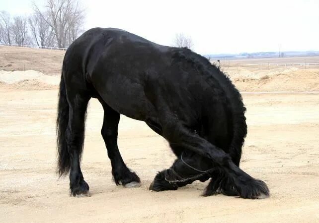 Фризы как избавиться. Фризская лошадь тяжеловоз. Фризская Аппалуза. Поклон лошади. Огромный черный конь.